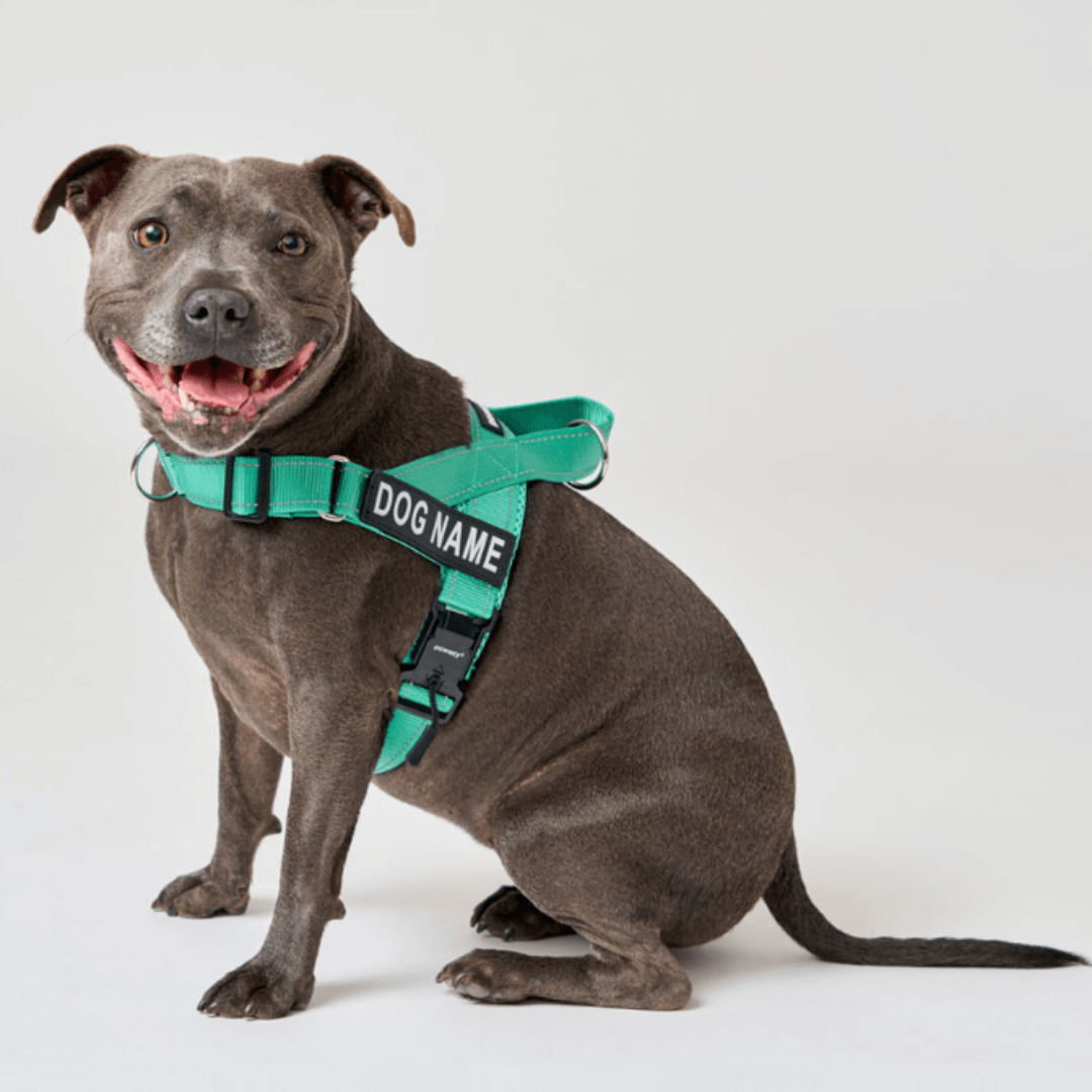 Mypawz™ NoPull Pro Harness