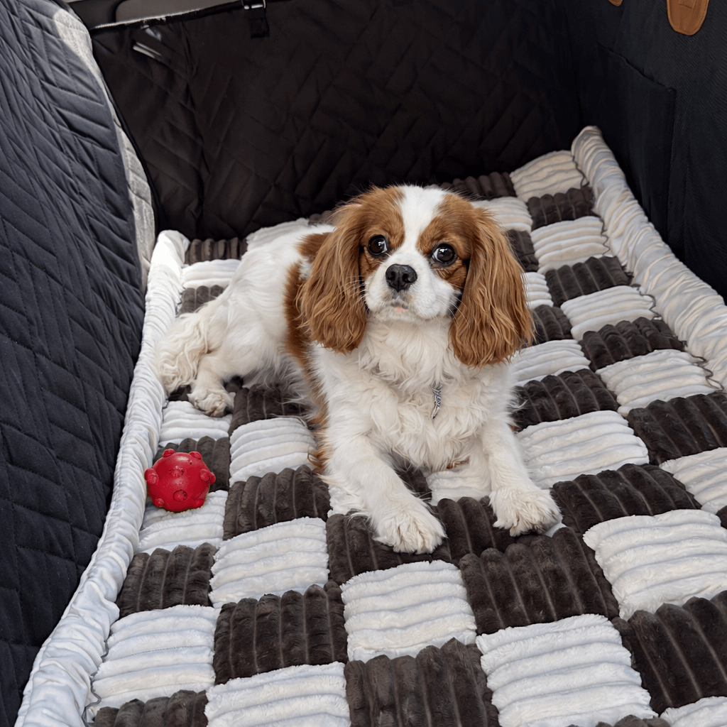 customer photo of a cavalier king charles spaniel resting on the charcoal and cream mypawz plush backseat bed in the back of a car