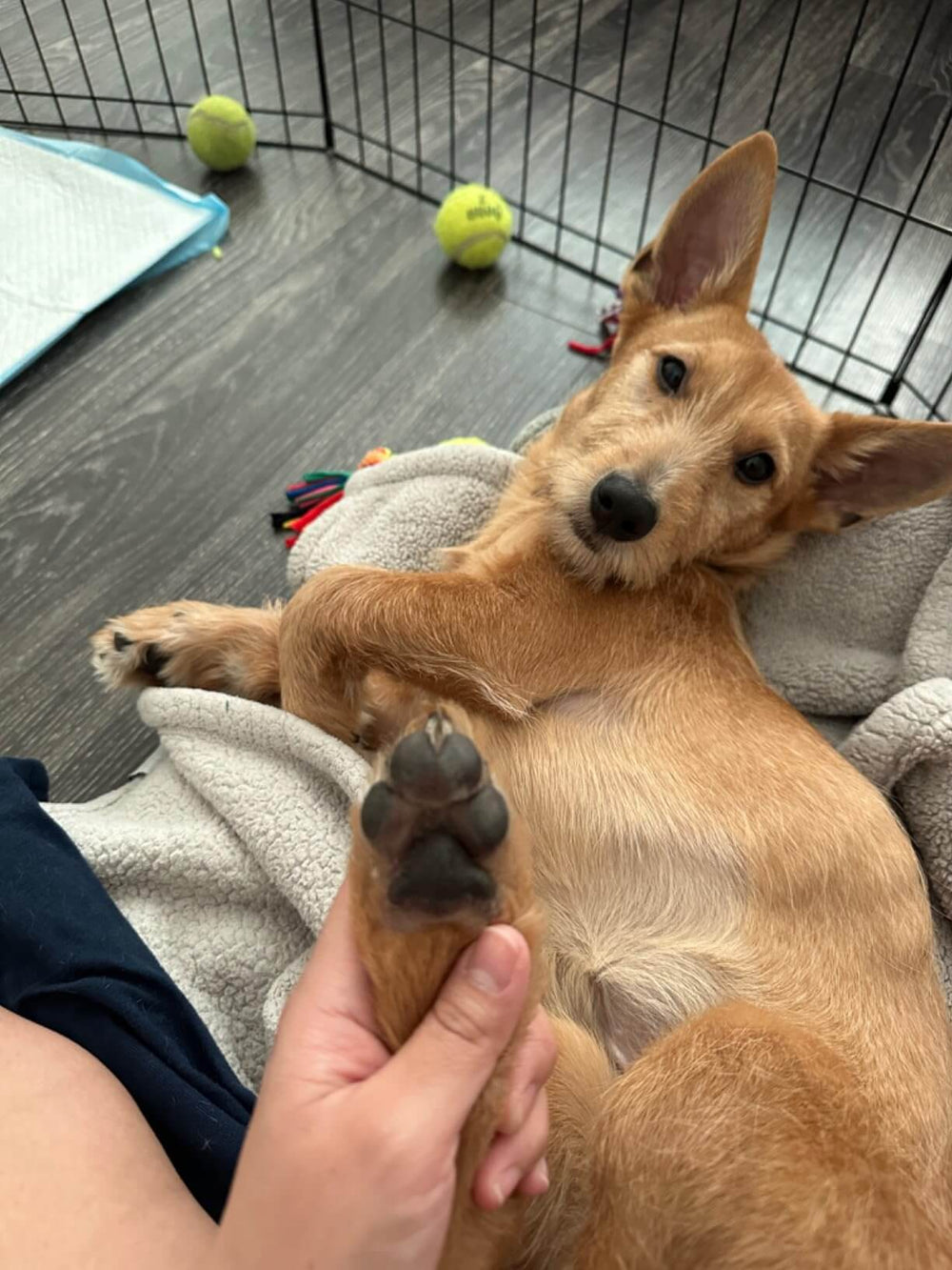 <p>Loved by over 5,000 Pet Parents!</p>