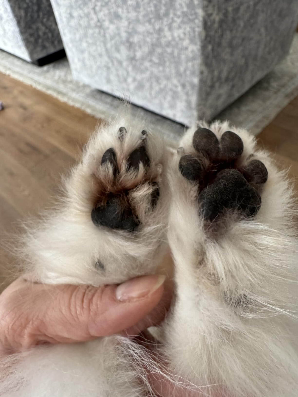 <p>Loved by over 5,000 Pet Parents!</p>