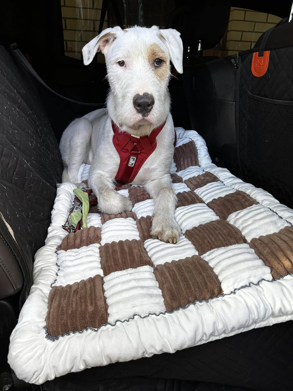 <p>Real Pet Parents, Real Reviews!</p>