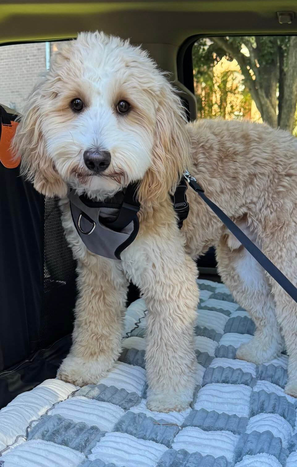 <p>Real Pet Parents, Real Reviews!</p>