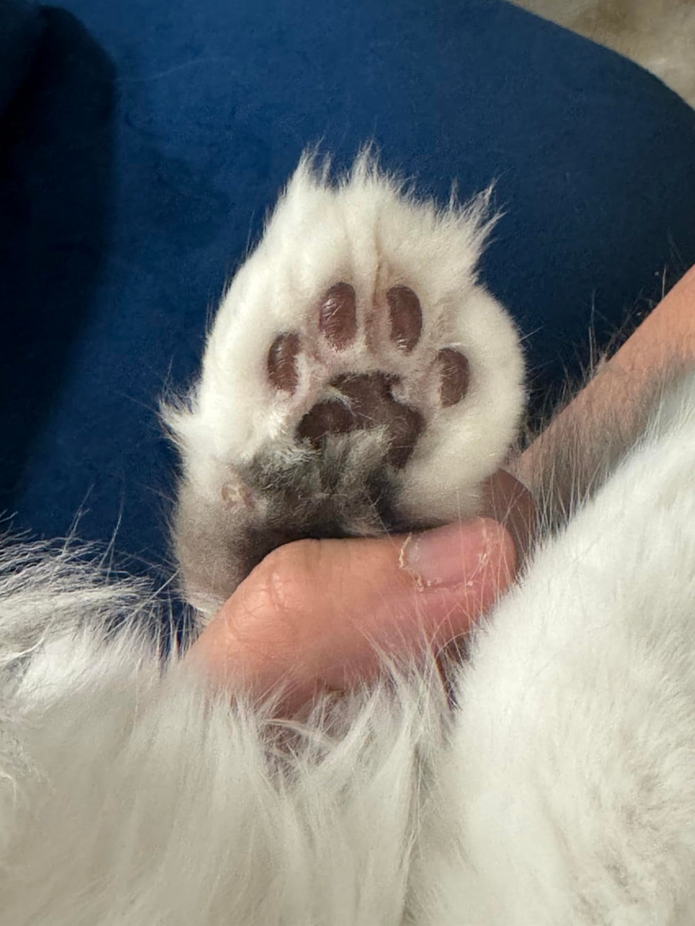 <p>Loved by over 5,000 Pet Parents!</p>