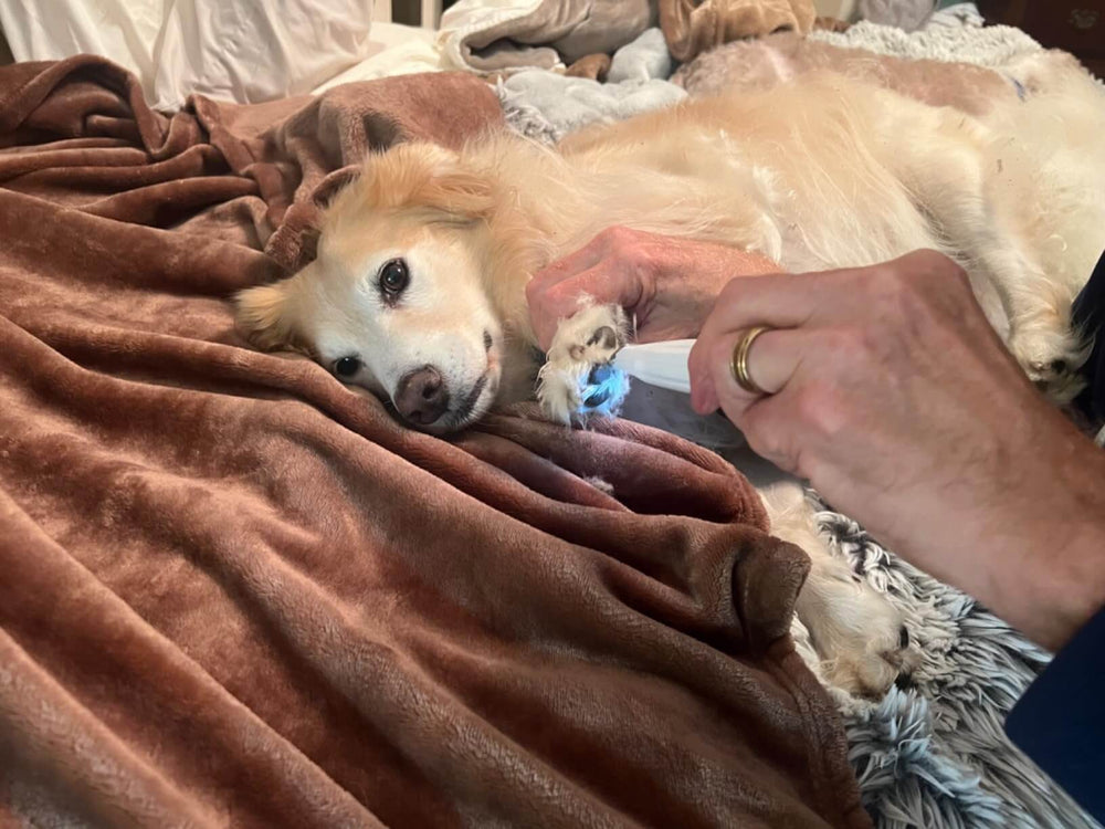 <p>Loved by over 5,000 Pet Parents!</p>