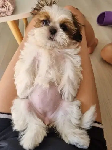 <p>Loved by over 5,000 Pet Parents!</p>