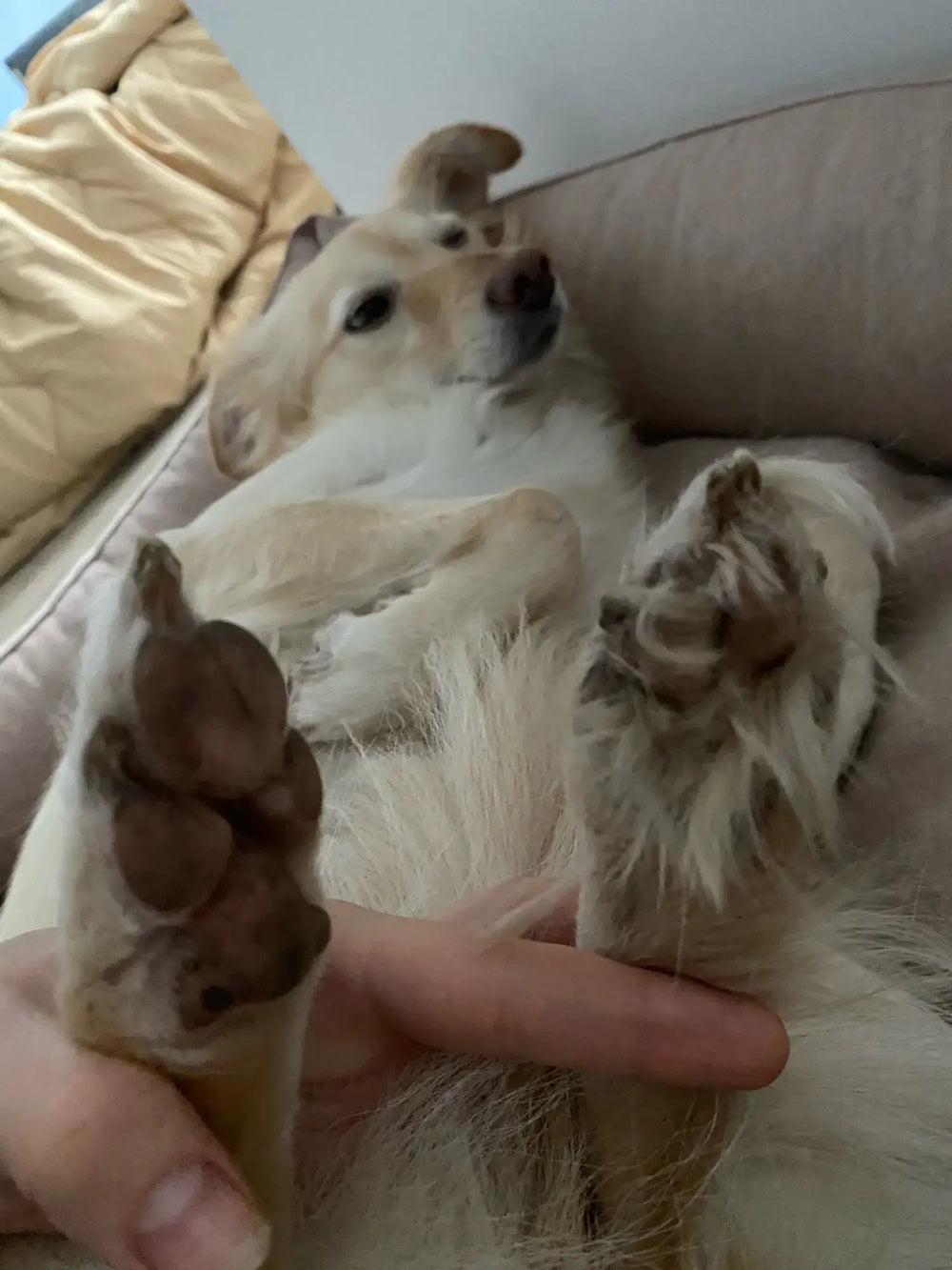 <p>Loved by over 5,000 Pet Parents!</p>