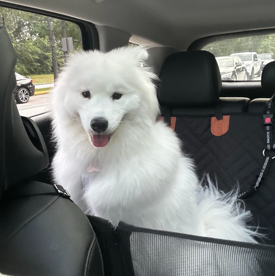 <h2>Loved by everyone, everywhere. Don't miss out.</h2>