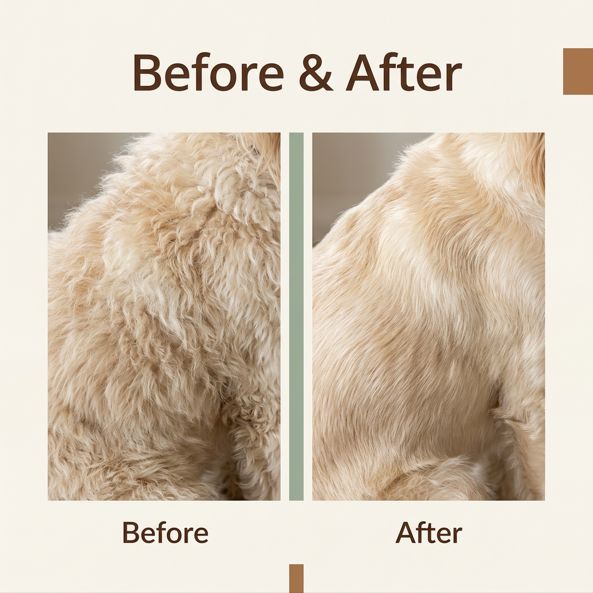 before and after of a spoodle's coat brushed smooth and glossy with a boar bristle brush