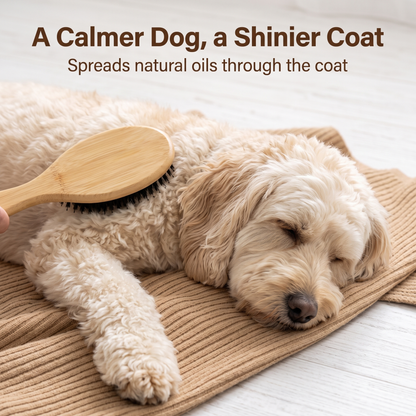 calm spoodle being brushed with the mypawz calmcoat boar bristle brush for a shinier coat