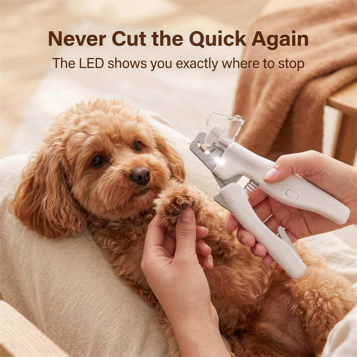 mypawz safetrim LED nail clippers trimming a calm cavoodle's claw at home
